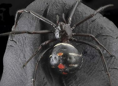  Website Animais Rastejantes