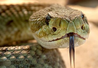  Website Animais Rastejantes