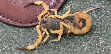 Website Animais Rastejantes